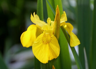 Beautiful bright yellow iris flower at full bloom