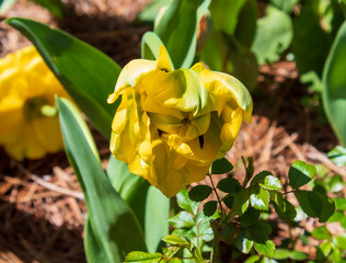 Flowers in Bloom