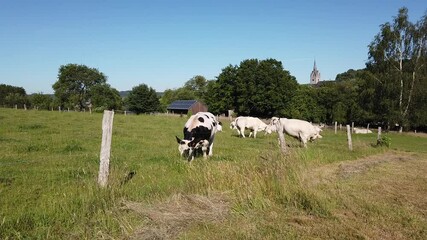 Poster - Wallonie Belgique Ardenne vache viande lait paturage agriculture