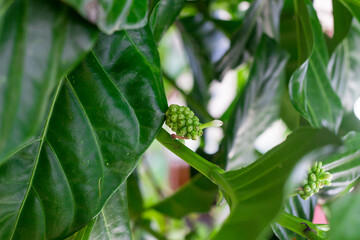 Fruit on the tree