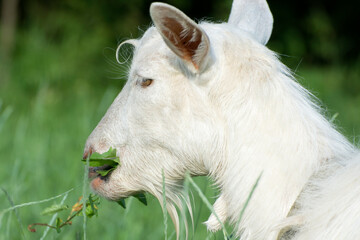 White hornless goat eats grass in the meadow. Head of a goat close-up.