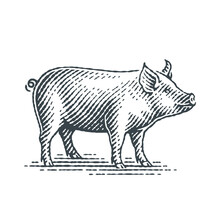 Pig. Hand Drawn Engraving Style Illustrations.
