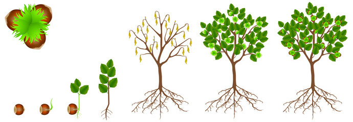 Poster - Cycle of growth of hazelnut plant on a white background.