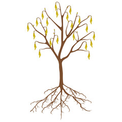 Canvas Print - Hazelnut tree with flowers and roots on a white background.