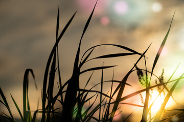 Wall Mural - abstract floral blurred background. plants at sunset on bokeh background