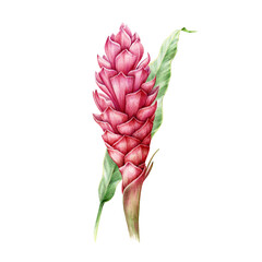 Ginger flower with leaf watercolor illustration. Spicy turmeric plant botanical image. Hand painted single organic ginger fresh pink flower. Beautiful exotic tropical herb blossom on white background