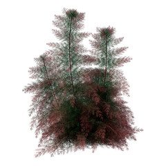 Sticker - 3D Rendering Fennel Plant on White