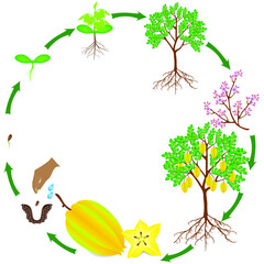 Wall Mural - Life cycle of carambola plant on a white background.