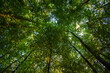 Paysage vertical de la cime des arbres, plafond vert de la forêt en contre-plongée, Bois de Meudon, Clamart, France