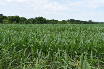 Canvas Print - Corn Field