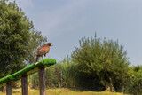 Fototapeta Zwierzęta - Eagle in a zoo of Spain