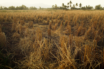 Rice fields devastated by prolonge drought due to climate change and global warming