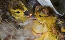 Twin Little Yellow Ducklings Standing On Their Nest