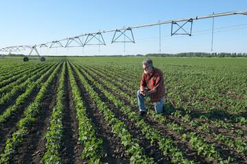 Wall Mural - Agricultural scene, farmer inspecting soy bean plants in field