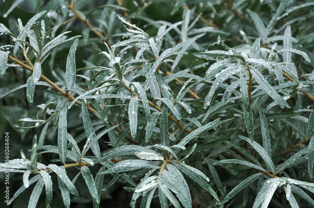 Rokitnik  Hippophae rhamnoides krzew liście z kroplami deszczu - obrazy, fototapety, plakaty 