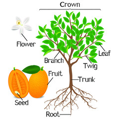 Canvas Print - Parts of kumquat tree on a white background.