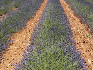 Poster - provence et lavande