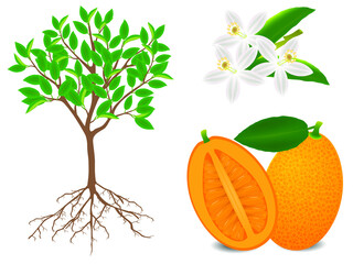 Canvas Print - An illustration showing parts of kumquat plant on a white background.