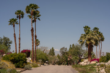 Wall Mural - Palm Springs landscape with palm trees and mountains in the background