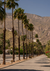 Wall Mural - Palm trees along the road in Palm Springs California