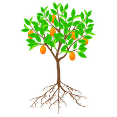 Canvas Print - Kumquat tree with fruits and roots on a white background.