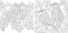 Coloring Pages With Birds In The Garden