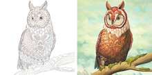 Coloring Page And Watercolor Picture With Owl