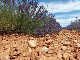 Poster - provence et lavande