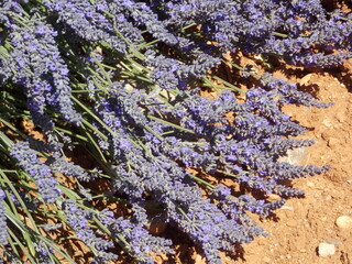 Poster - provence et lavande