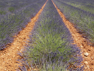 Poster - provence et lavande