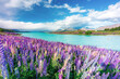© AWL Images - Lupins in bloom by the lake on a sunny spring day at Tekapo, New Zealand