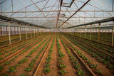 Fototapeta  - Green vegetables growing in enormous greenhouse