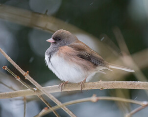 Wall Mural - a junco perched a branch in a garden in Salem Oregon.  The bird is 