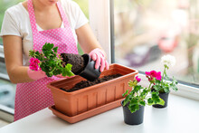 Florist In Pink Apron And Pink Rubber Gloves Planting Flower Into Brown Flowerpot. Florist Planting Flower Into Pot By Hands. Gardening At Spring. Potted Flowering Plant