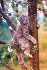 Sticker - beautiful funny kitten sitting on a tree of a blooming Apple tree in a may warm garden