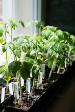 Tomato Seedlings Growing Indoors On A Sunny Window Sill