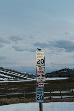 Red Winged Black Bird Sits On Top Of Multiple Street Speed Limit Signs