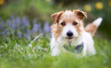 Fototapeta Koty - Adorable cute smiling small jack russell terrier pet dog puppy looking and listening ear in the grass. Web banner with copy space.