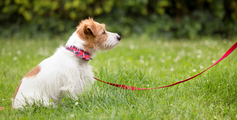 Obedient cute smart jack russell terrier dog puppy sitting and waiting in the grass on a red leash and looking to his owner. Pet obedience training concept, web banner.