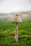 Fototapeta Sawanna - Large Mushroom Green Grass