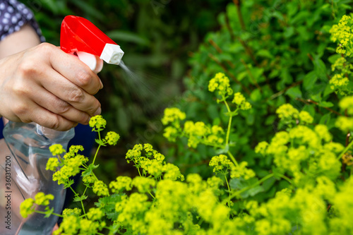 Fotografía Flowers care and tending garden growth
