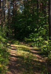 Fototapeta forest road in a pine forest lit by the morning sun