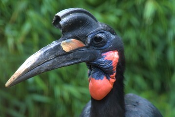 big beak