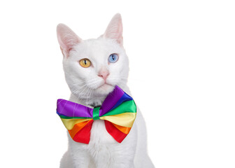 Wall Mural - Portrait of a white khao Manee cat with heterochromia wearing a rainbow colored bow tie looking slightly to viewers right, isolated on white. Gay Pride theme.