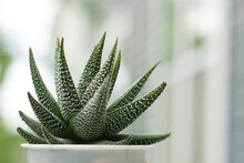 Haworthia Succulent Plant With Green Summer Background