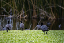 American Coot Birds On Grass, Walking Toward The Lake