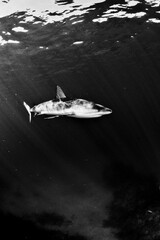 Wall Mural - Reef shark with sunbeams in black and white