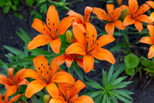 Close Up View Of Vibrant Orange Asiatic Lilies In An Outdoor Garden On A Sunny Day