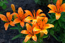 Close Up View Of Vibrant Orange Asiatic Lilies In An Outdoor Garden On A Sunny Day