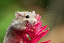 Cute Little Gerbil (dessert Rat)